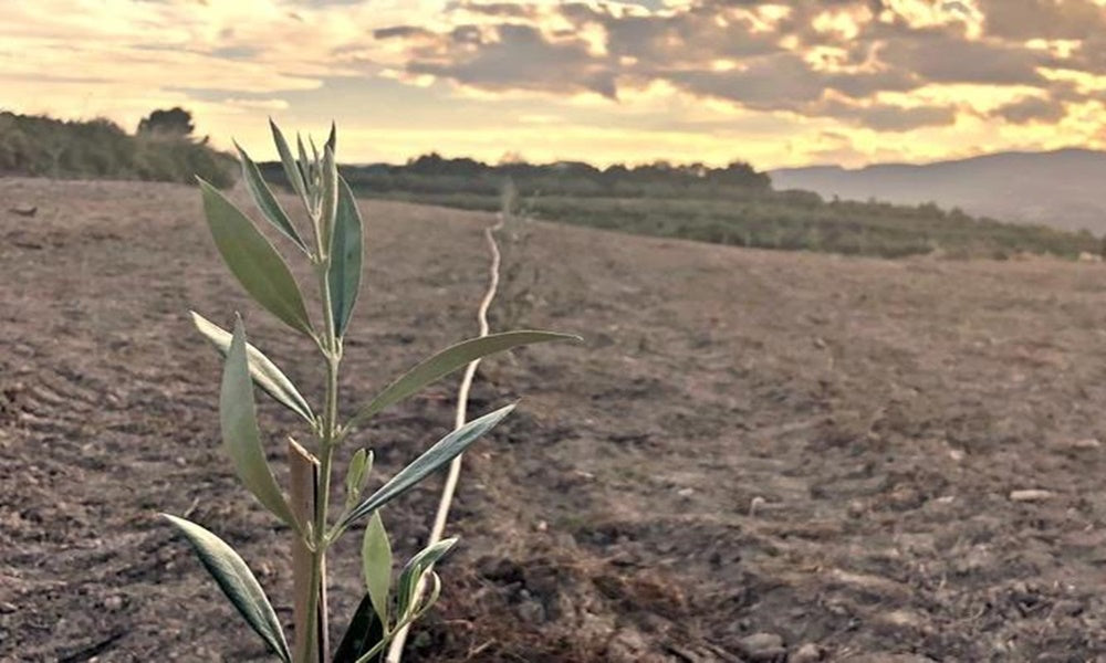9 Oliveres expands its plantation with more than 400 native olive trees