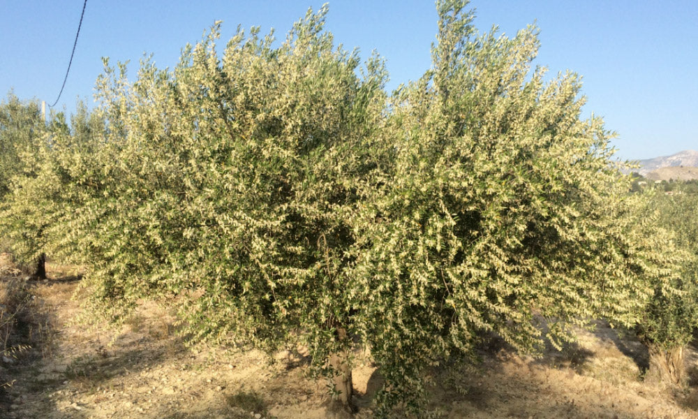 la flor del olivo