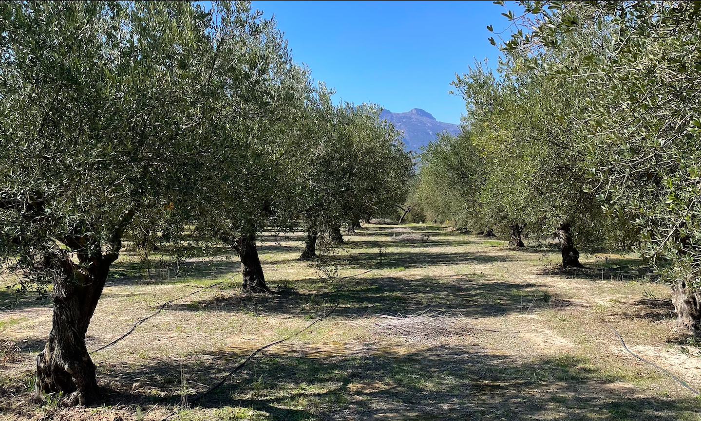 Centenary olive trees, history and symbol of tradition