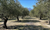 Centenary olive trees, history and symbol of tradition