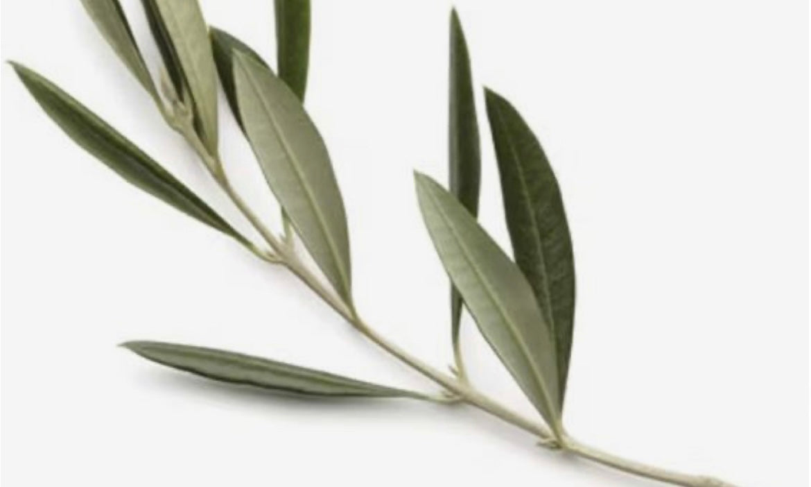 Alfafarenca variety: origin and properties