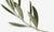 Alfafarenca variety: origin and properties
