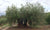 ¿Qué es la agricultura ecológica?