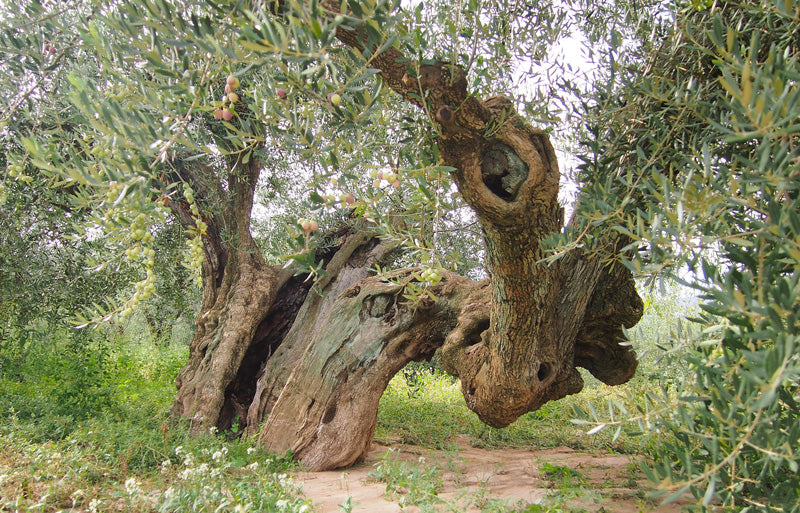 Ancestral Millenary Olive Tree