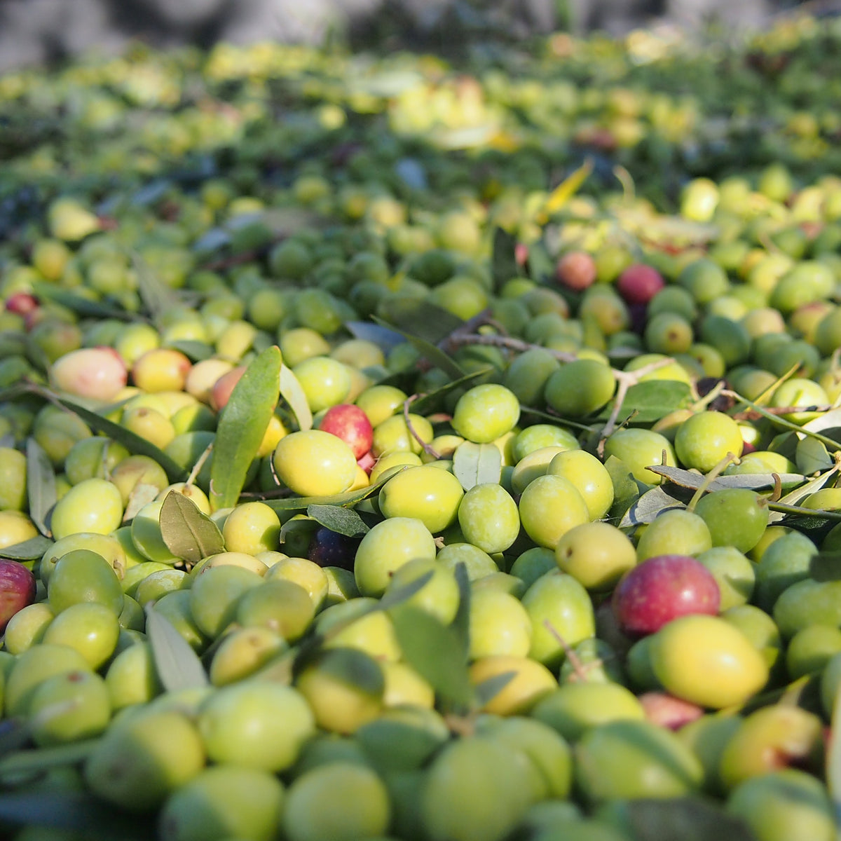 9 OLIVERES | BIO | 6 X 500 ML