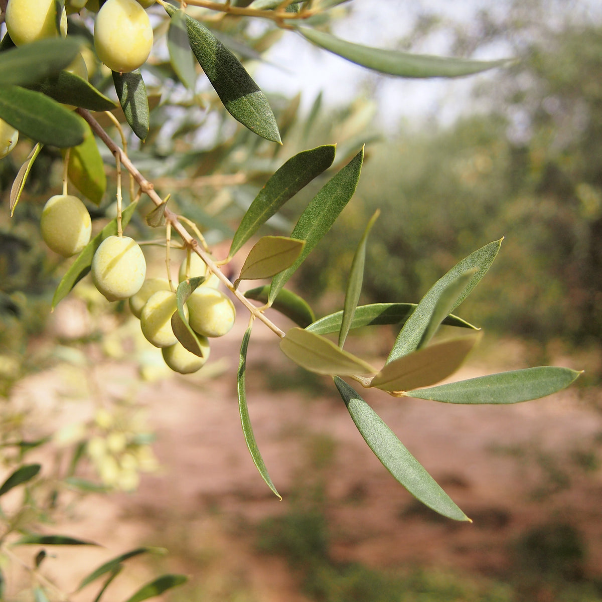 9 OLIVERES | TASTING PACK | 6 x 500ML