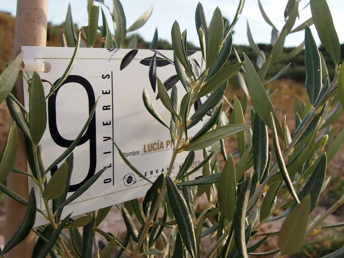9 OLIVERES | ADOPT AN OLIVE TREE