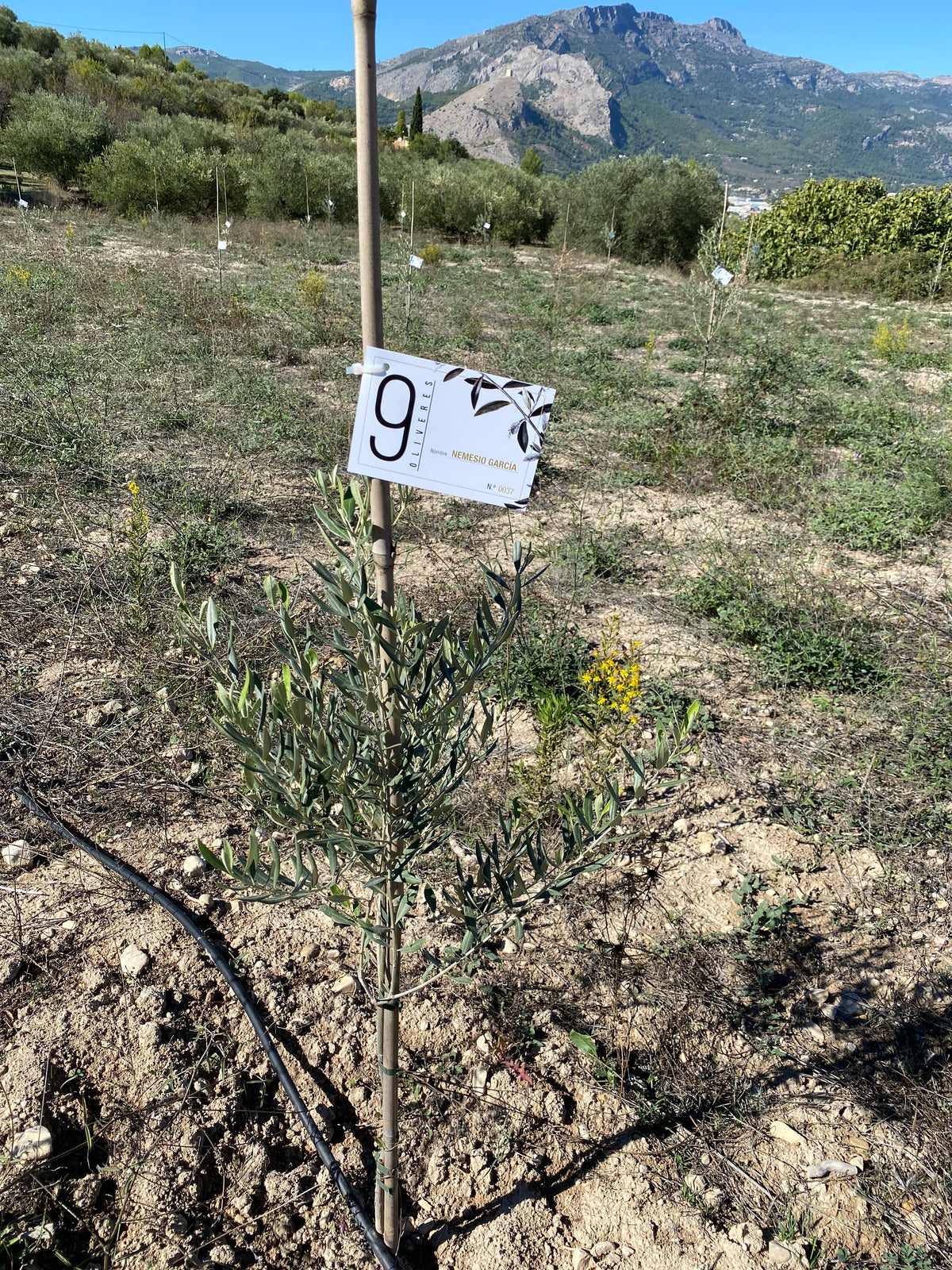 9 OLIVERES | ADOPT AN OLIVE TREE