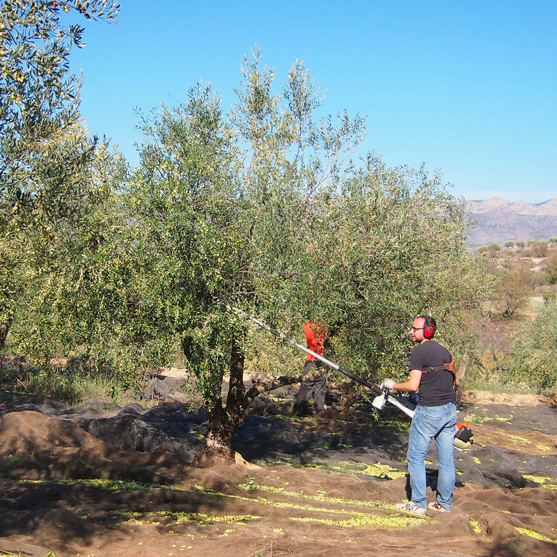 9 OLIVERES | PREMIUM | 6 x 500ML (1719588094052)