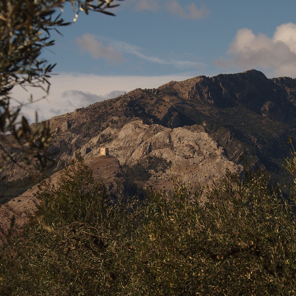 9 OLIVERES | PACK DEGUSTACIÓN | 6 x 500ML (5392473620632)