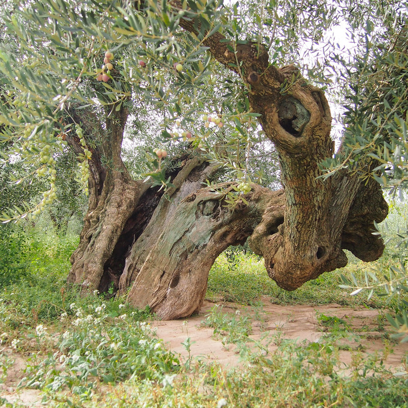 Tu Propio Olivo (6826219733144)