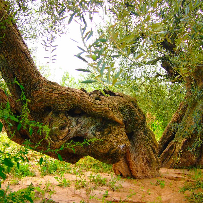 9 OLIVERES | BLANQUETA | 2 x 2.5L (3180034228324)