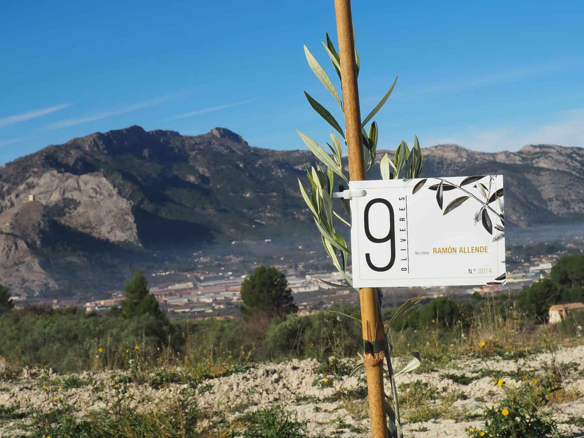 9 OLIVERES | ADOPT AN OLIVE TREE